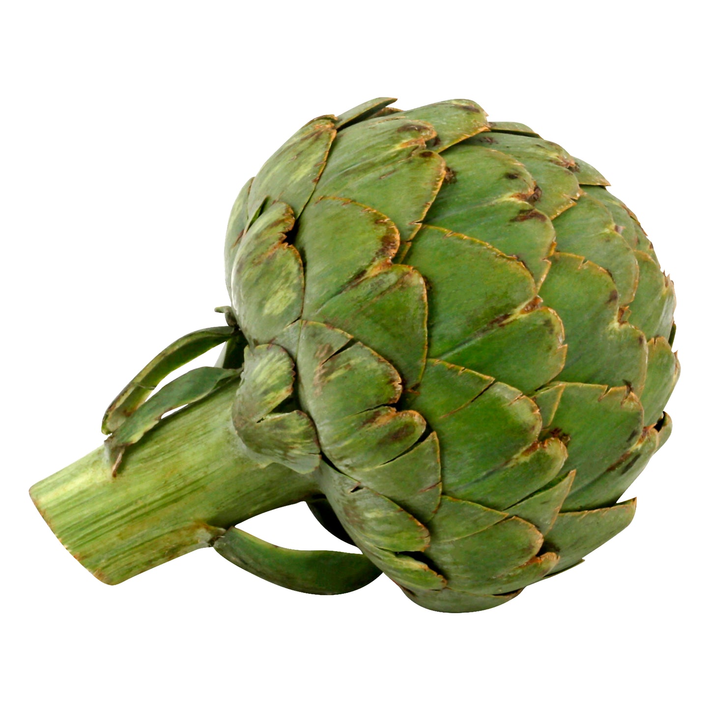 Artichoke - Large