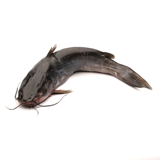 Whole Catfish River Caught